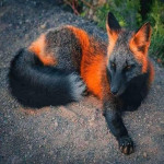 mellohihq's Avatar
