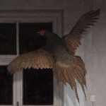 bowau's Avatar