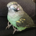 EvilPeeps's Avatar