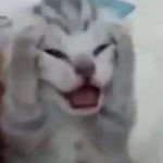 SirenTheDragon Avatar