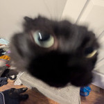 Sakeanity's Avatar