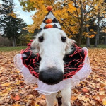 Churchhound's Avatar