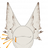 MYO-CCCAT-1420: Egg