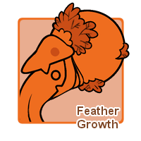 Feather Growth