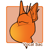 Vocal Sac